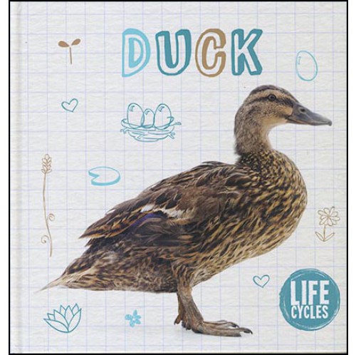 Life Cycles - Duck