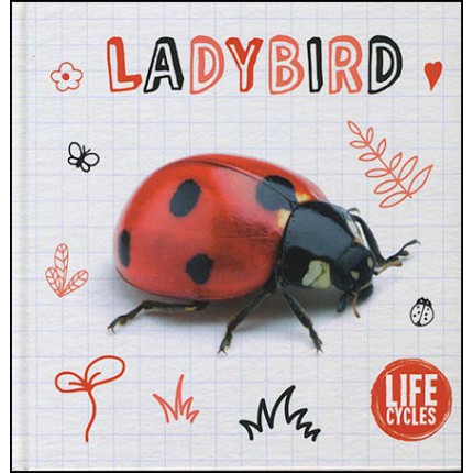 Life Cycles - Ladybird