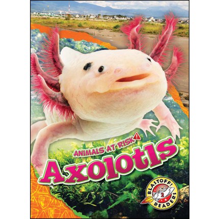 Animals At Risk: Axolotls