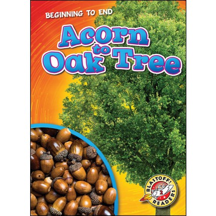 Beginning To End - Acorn To Oak Tree
