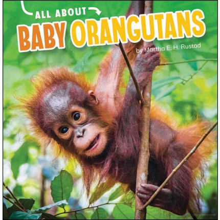 All About: Baby Orangutans