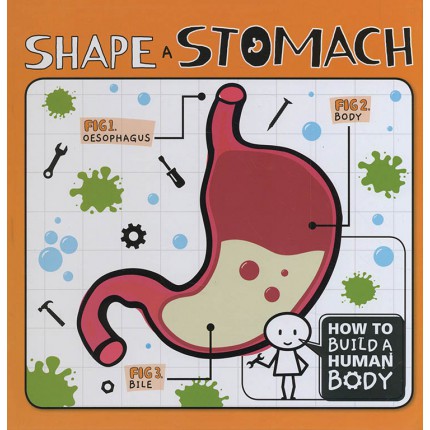 How To Build A Human Body - Shape a Stomach