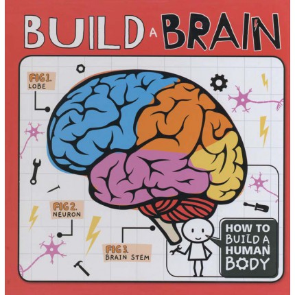 How To Build A Human Body - Build A Brain
